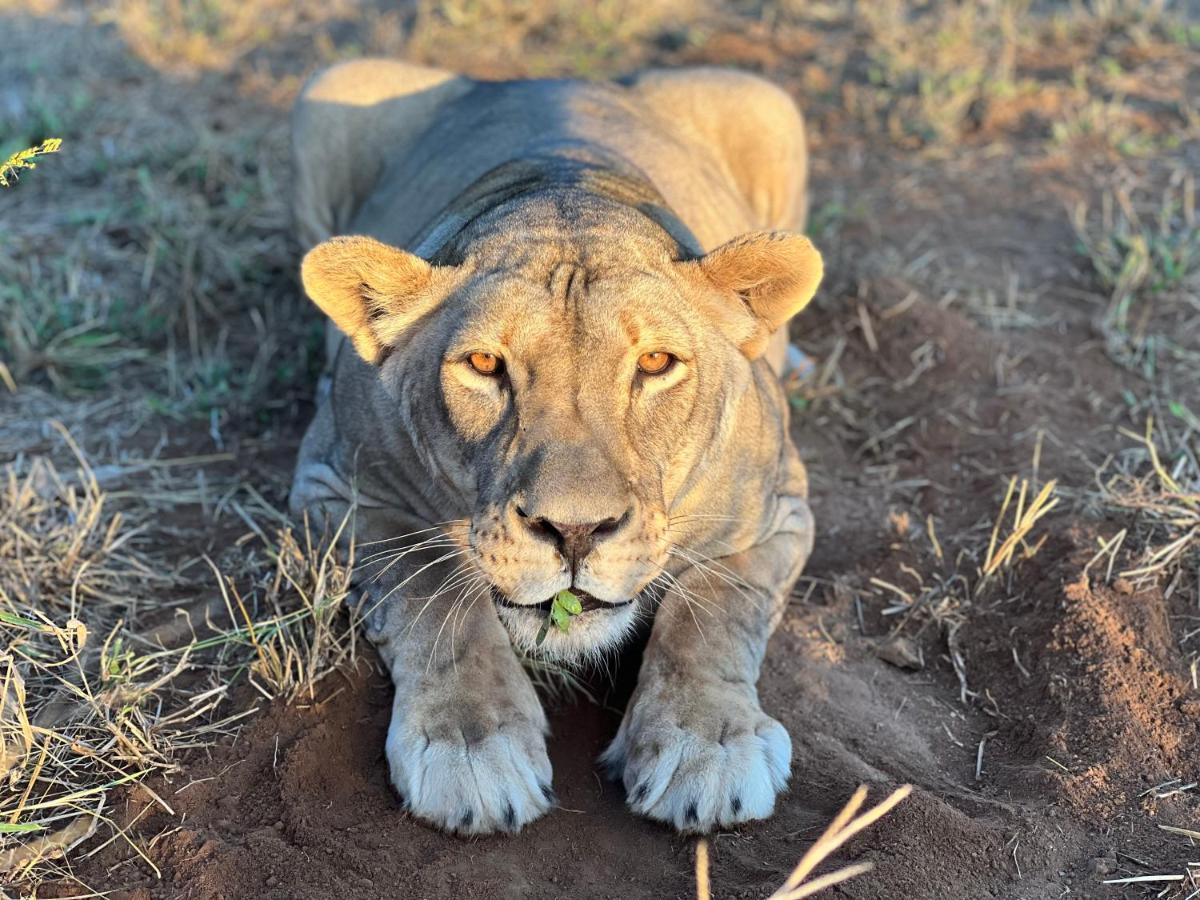 Simba Safaris African Pride Exotic Lodge Lephalale Exterior foto