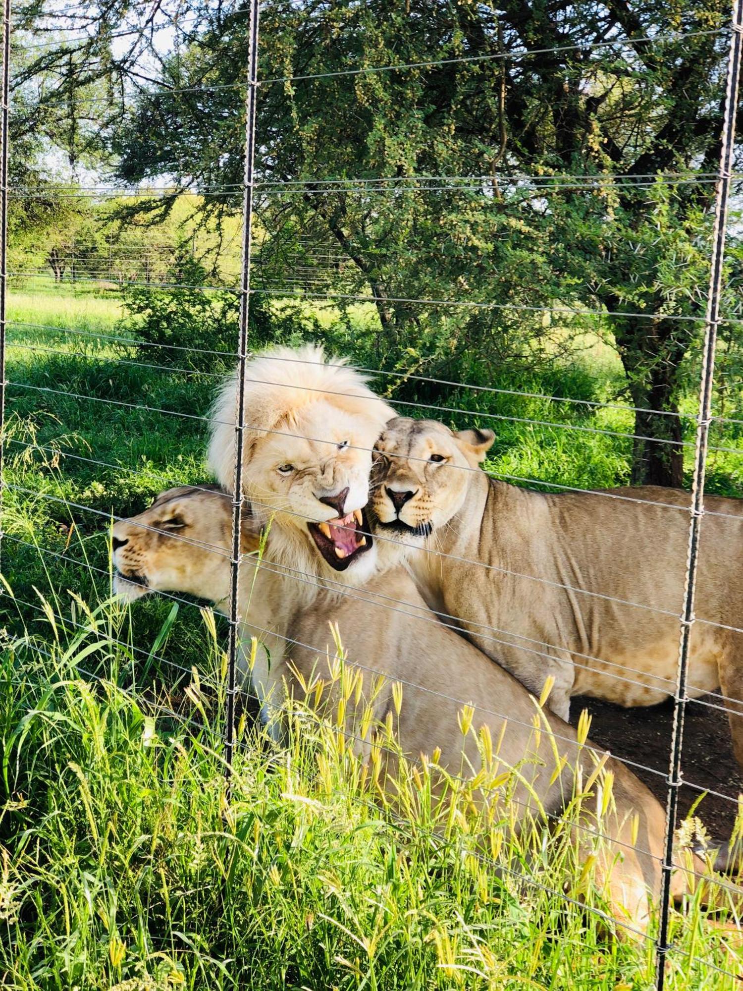 Simba Safaris African Pride Exotic Lodge Lephalale Exterior foto