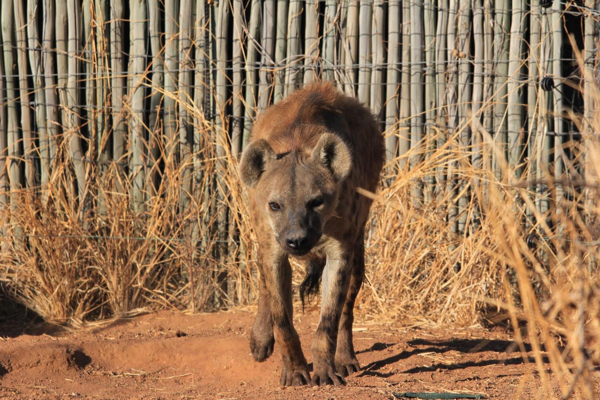 Simba Safaris African Pride Exotic Lodge Lephalale Exterior foto